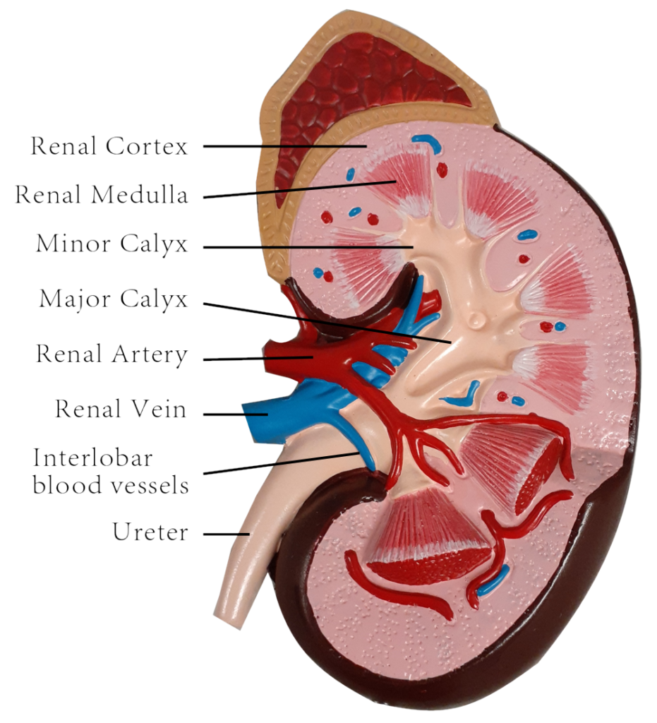 Kidneyoutline_edited